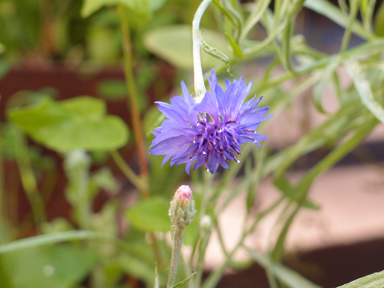 2019-06-14 wendel - der Garten